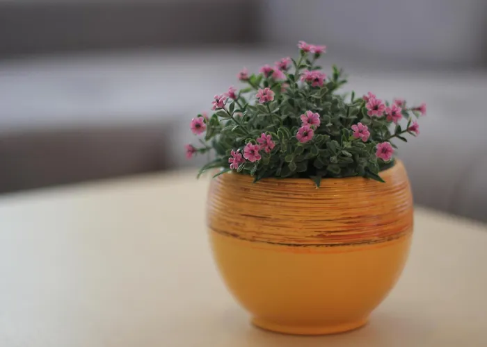 In The Free Parking *